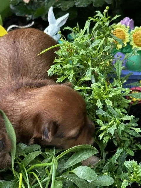 Portée de Bichon havanais, élevage Del Rey Rakashi