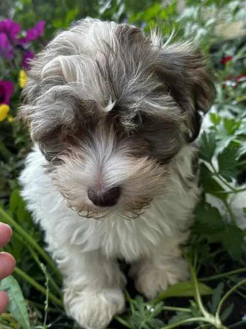 Portée de Bichon havanais, élevage Del Rey Rakashi