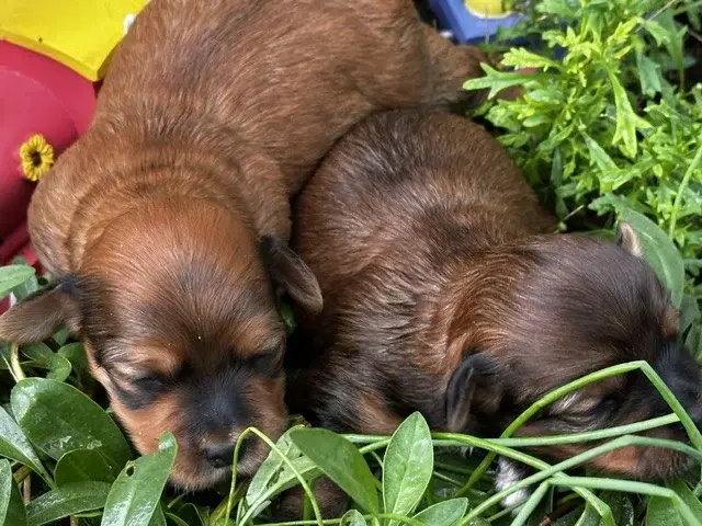 Portée de Bichon havanais, élevage Del Rey Rakashi