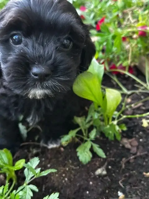 Black Kiss, Bichon havanais, élevage Del Rey Rakashi
