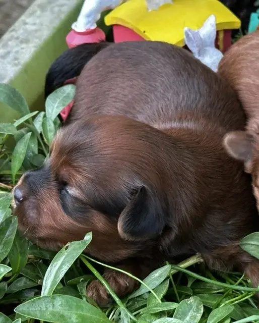 Male Fauve Rouge, Bichon havanais, élevage Del Rey Rakashi