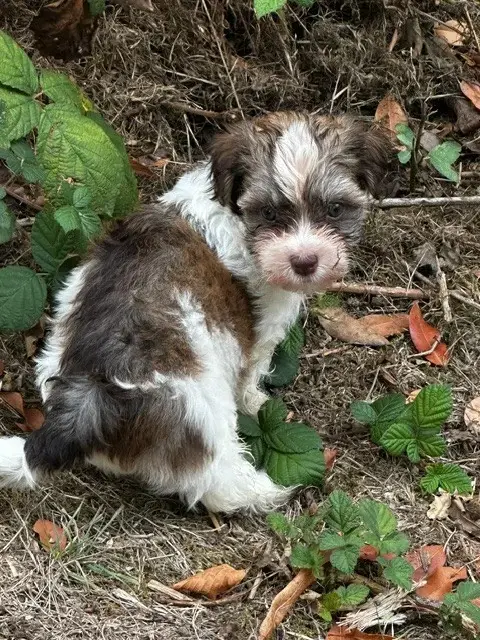 Portée de Bichon havanais, élevage Del Rey Rakashi