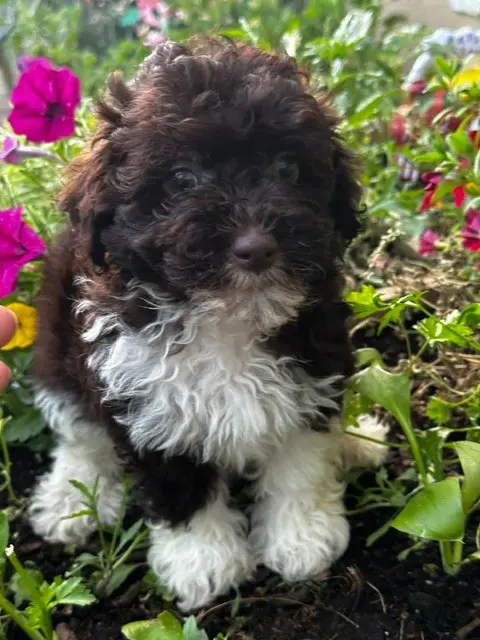Portée de Bichon havanais, élevage Del Rey Rakashi