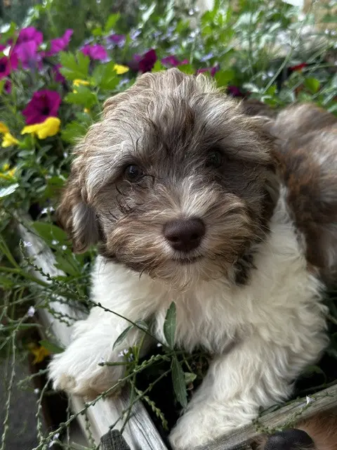 Portée de Bichon havanais, élevage Del Rey Rakashi