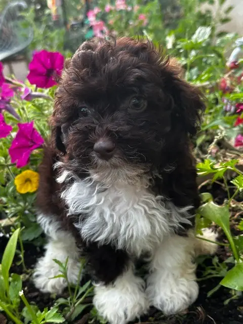Portée de Bichon havanais, élevage Del Rey Rakashi