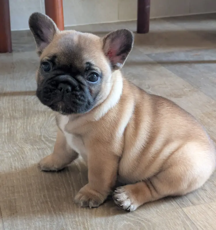 Chiot, Bouledogue français, élevage Du Clan des Boulapat