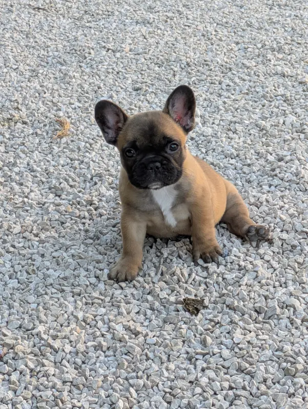 Portée de Bouledogue français, élevage Du Clan des Boulapat