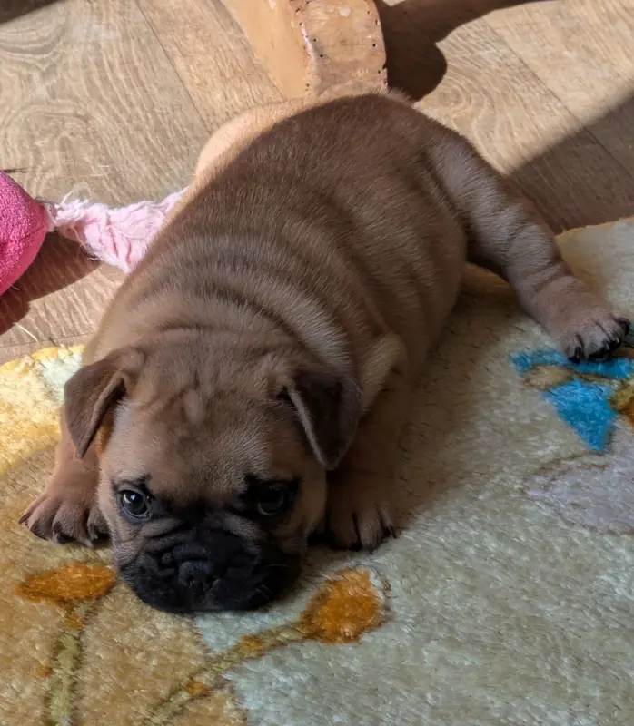Chiot, Bouledogue français, élevage Du Clan des Boulapat