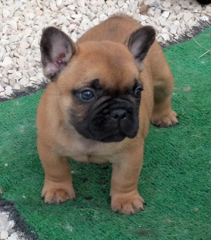 Portée de Bouledogue français, élevage Du Clan des Boulapat