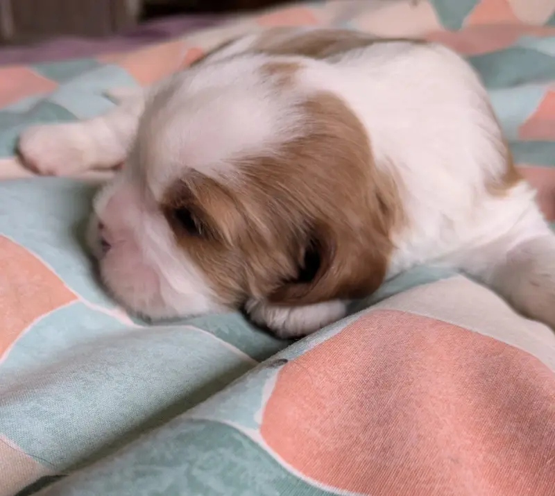 Portée de Cavalier King Charles, élevage Du Clan des Boulapat