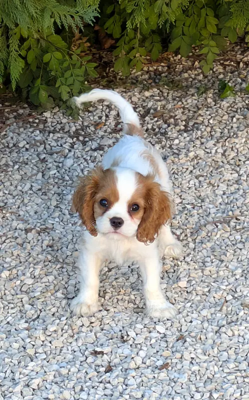 Balou, Cavalier King Charles, élevage Du Clan des Boulapat