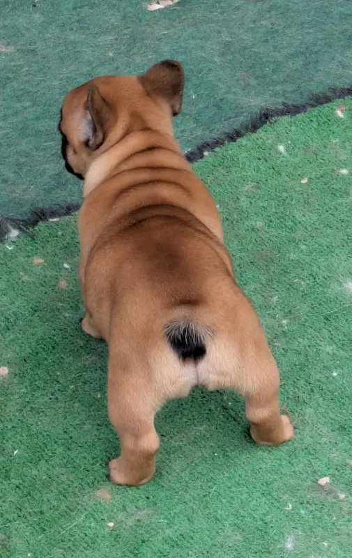 Portée de Bouledogue français, élevage Du Clan des Boulapat