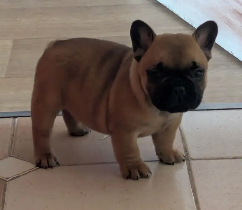Portée de Bouledogue français, élevage Du Clan des Boulapat