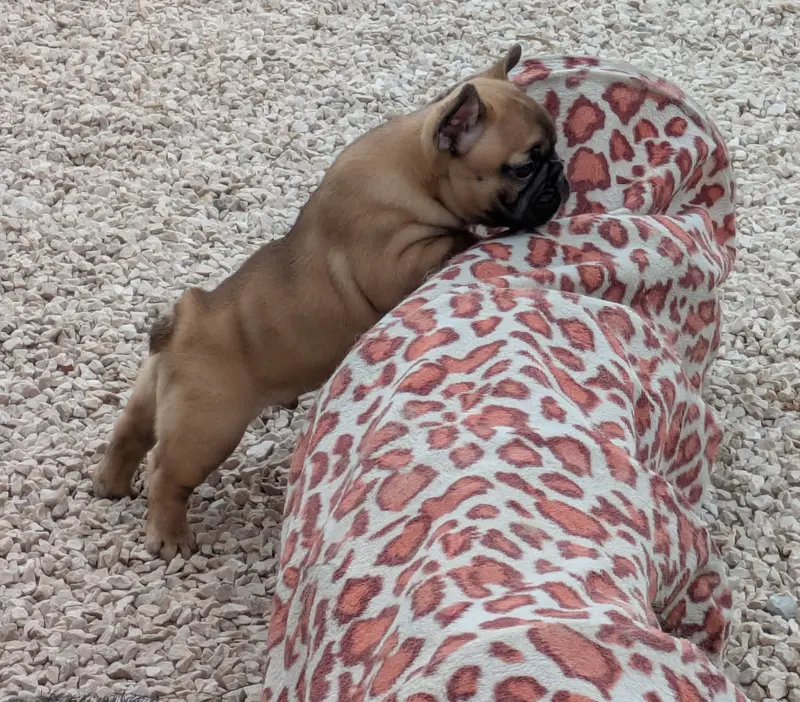 Portée de Bouledogue français, élevage Du Clan des Boulapat