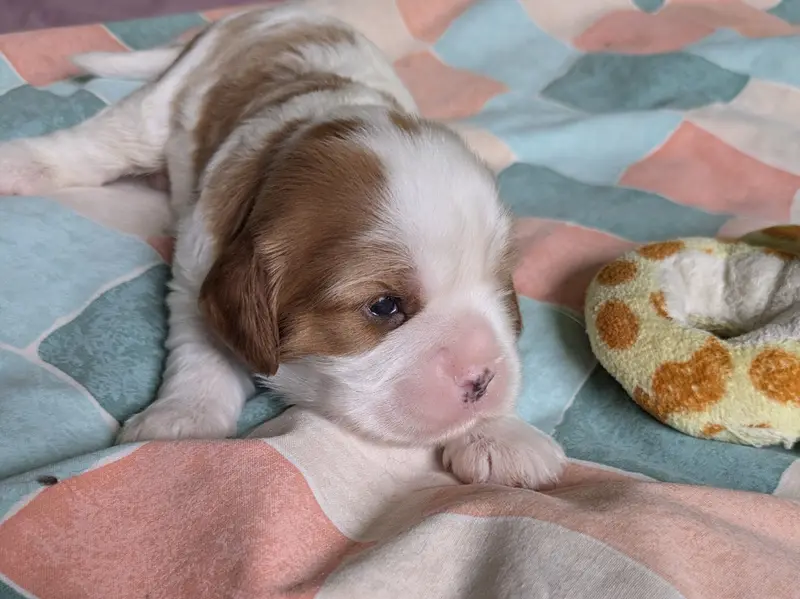Portée de Cavalier King Charles, élevage Du Clan des Boulapat