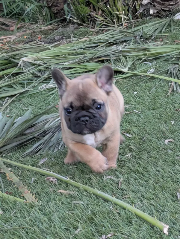Portée de Bouledogue français, élevage Du Clan des Boulapat