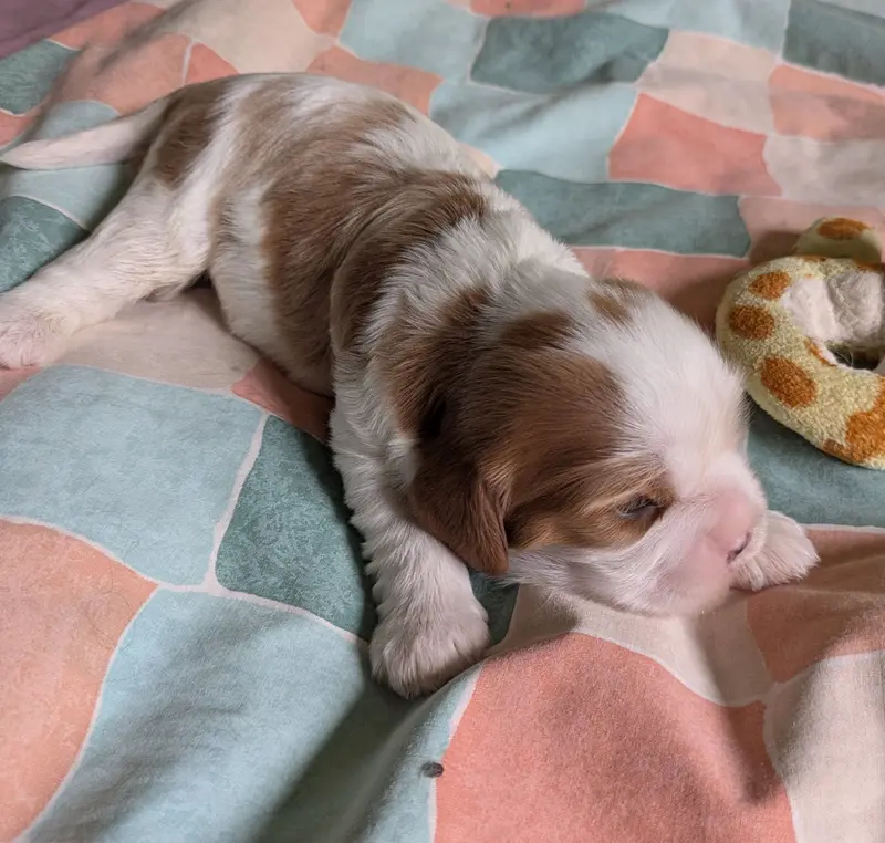 Portée de Cavalier King Charles, élevage Du Clan des Boulapat