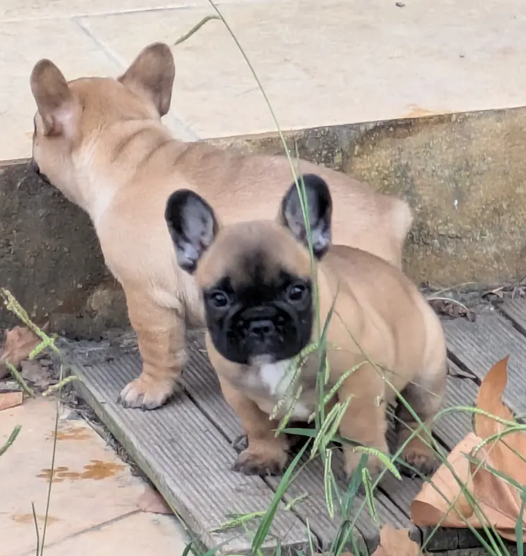 Portée de Bouledogue français, élevage Du Clan des Boulapat
