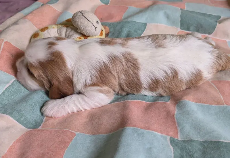 Bartabas, Cavalier King Charles, élevage Du Clan des Boulapat