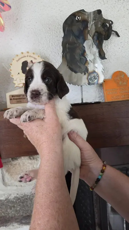 Chiot, Épagneul français, élevage De la Vallee de la Seulles