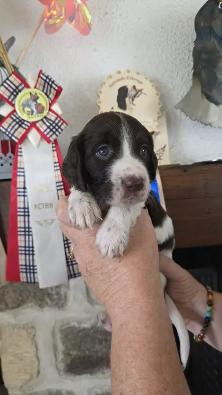 Chiot, Épagneul français, élevage De la Vallee de la Seulles