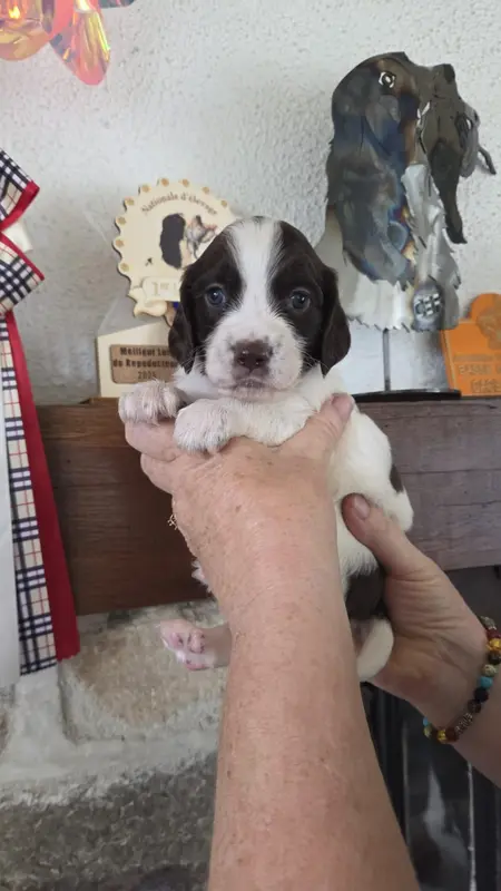 Chiot, Épagneul français, élevage De la Vallee de la Seulles