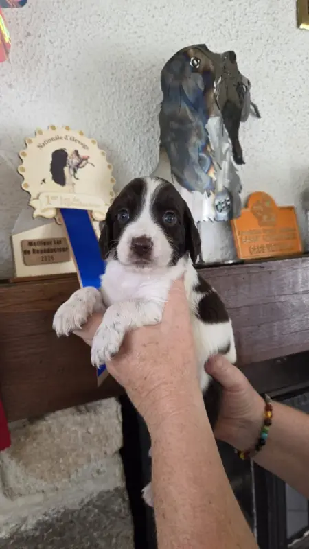 Chiot, Épagneul français, élevage De la Vallee de la Seulles