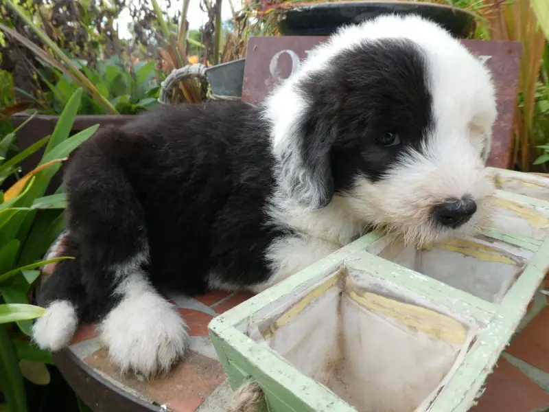 Chiot, Bobtail, élevage Of Mary People
