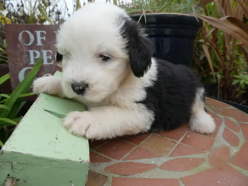 Chiot, Bobtail, élevage Of Mary People