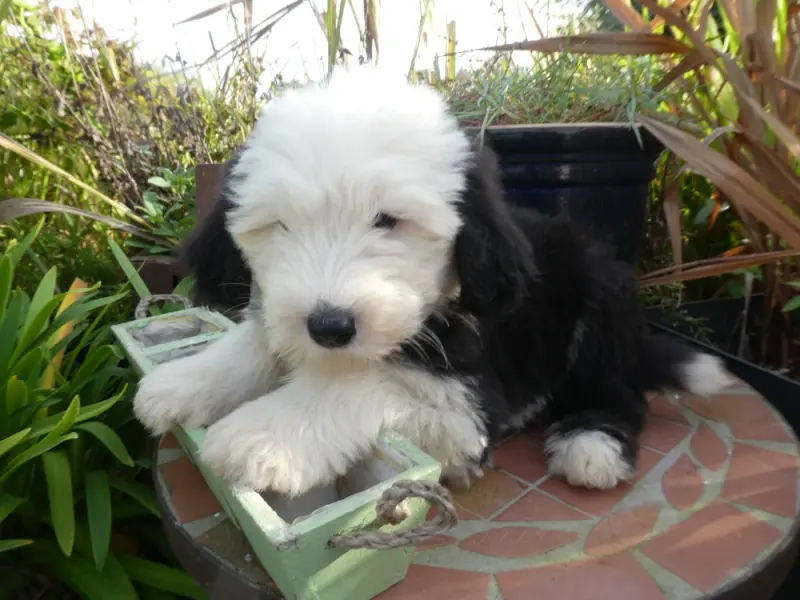 Chiot, Bobtail, élevage Of Mary People