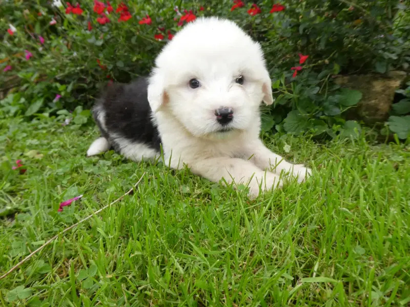 Chiot, Bobtail, élevage Of Mary People
