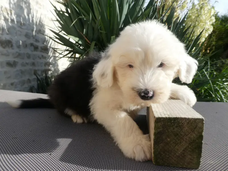 Chiot, Bobtail, élevage Of Mary People
