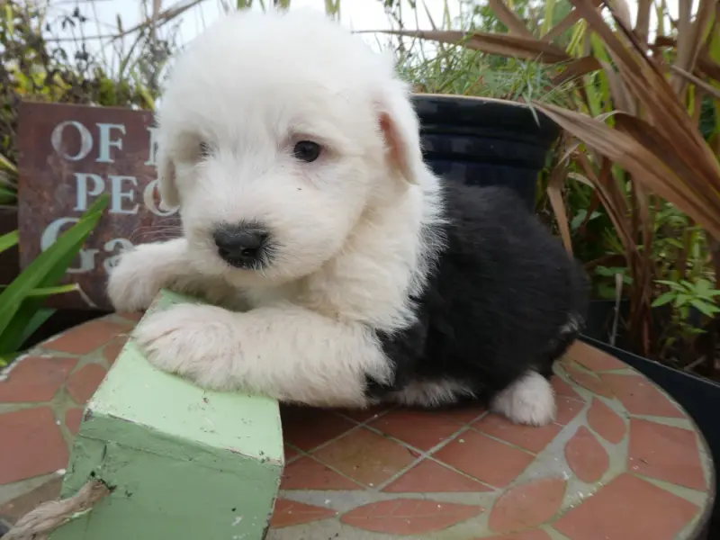 Chiot, Bobtail, élevage Of Mary People