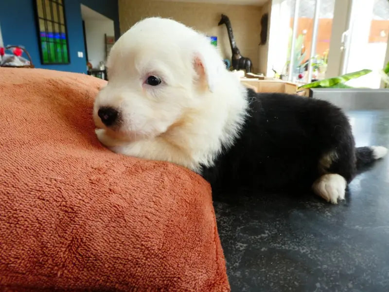 Chiot, Bobtail, élevage Of Mary People