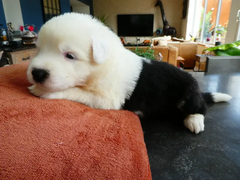 Chiot, Bobtail, élevage Of Mary People