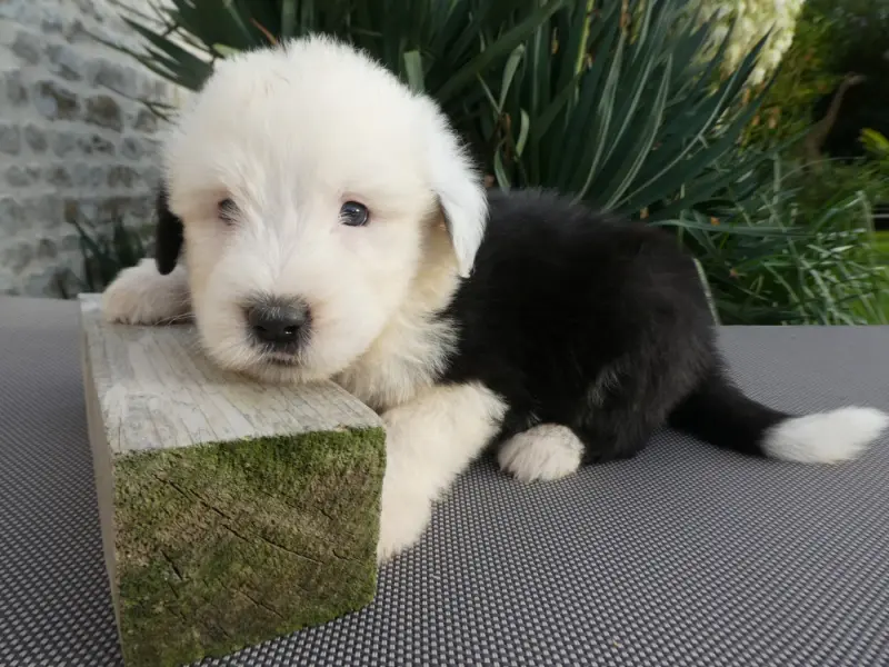 Chiot, Bobtail, élevage Of Mary People