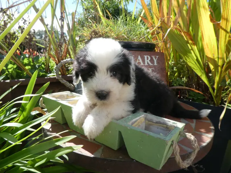 Chiot, Bobtail, élevage Of Mary People