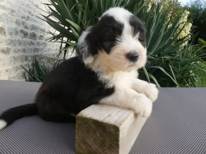 Chiot, Bobtail, élevage Of Mary People