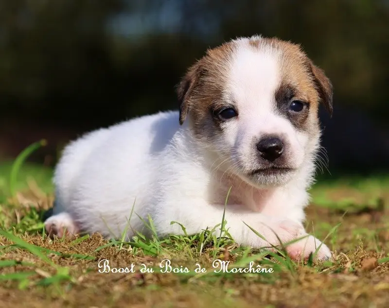 Boost, Jack Russell terrier, élevage Du Bois de Morchene