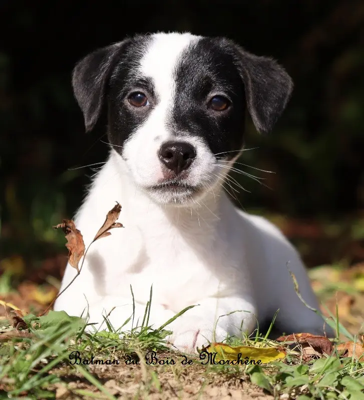 Portée de Jack Russell terrier, élevage Du Bois de Morchene