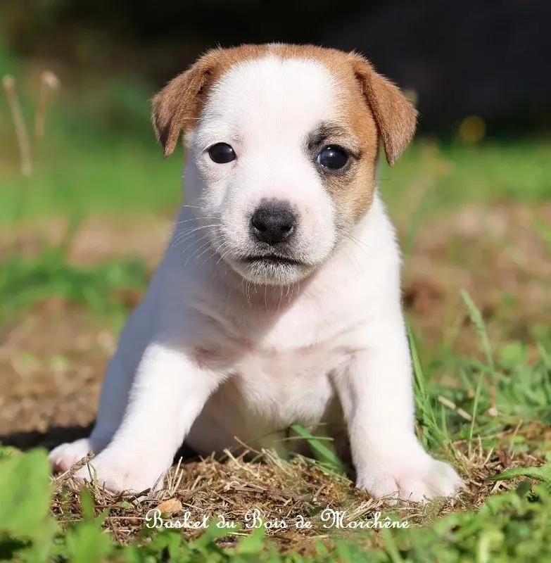 Basket, Jack Russell terrier, élevage Du Bois de Morchene