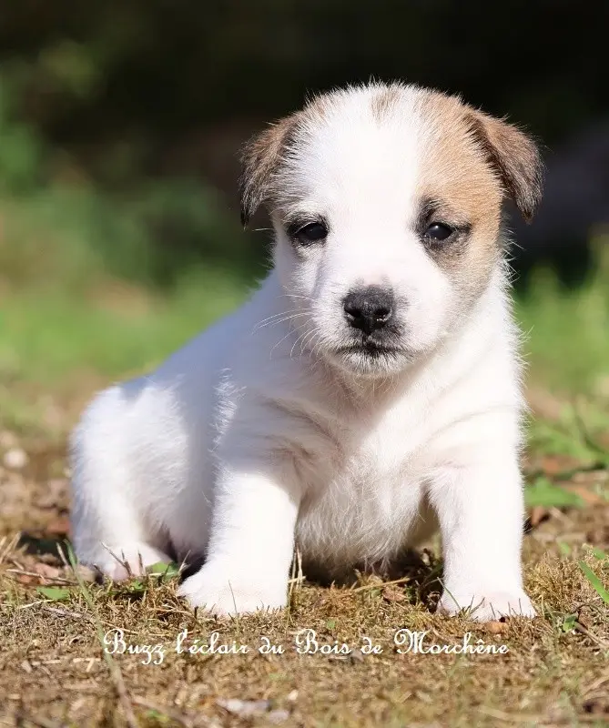 Buzz l'éclair, Jack Russell terrier, élevage Du Bois de Morchene