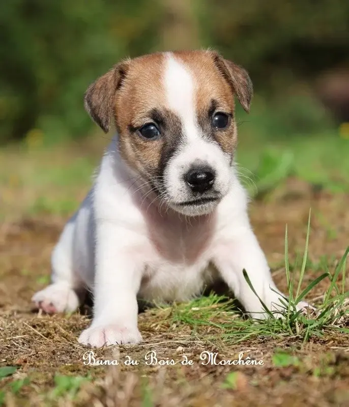 Buna, Jack Russell terrier, élevage Du Bois de Morchene