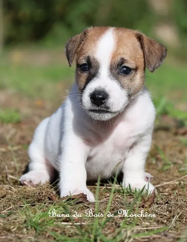 Portée de Jack Russell terrier, élevage Du Bois de Morchene