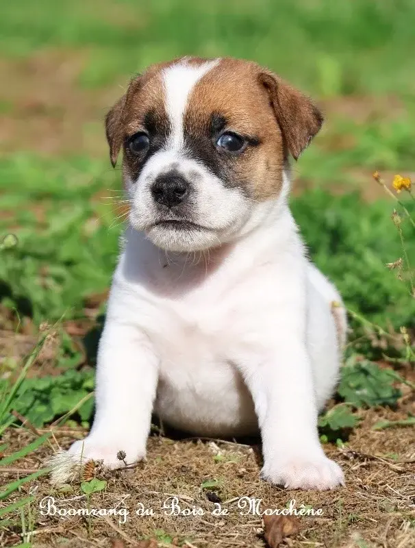 Boomerang, Jack Russell terrier, élevage Du Bois de Morchene