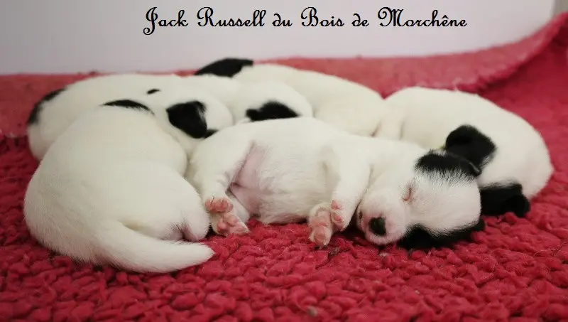 Portée de Jack Russell terrier, élevage Du Bois de Morchene