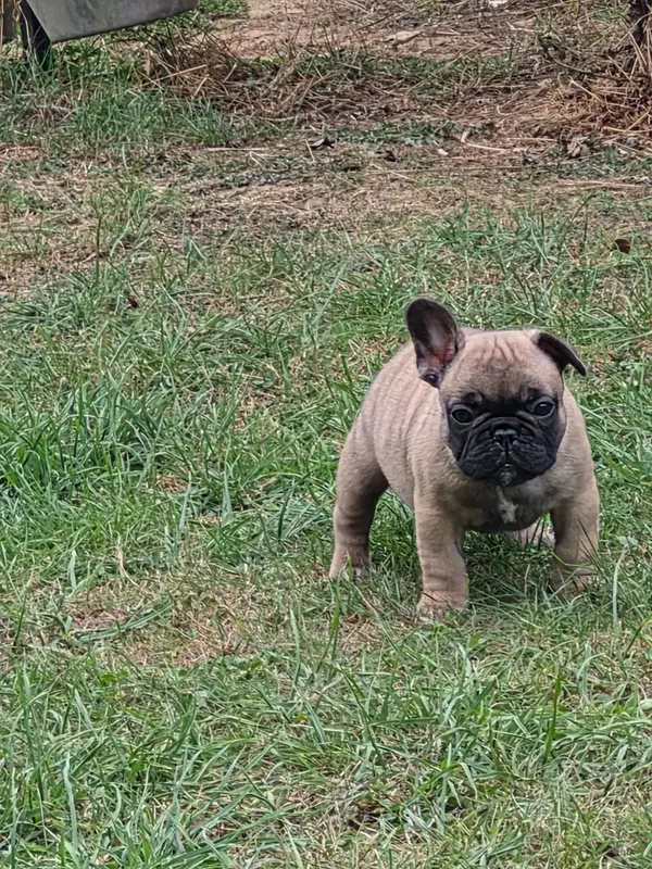 Portée de Bouledogue français, élevage De la Province de Kwan Tung