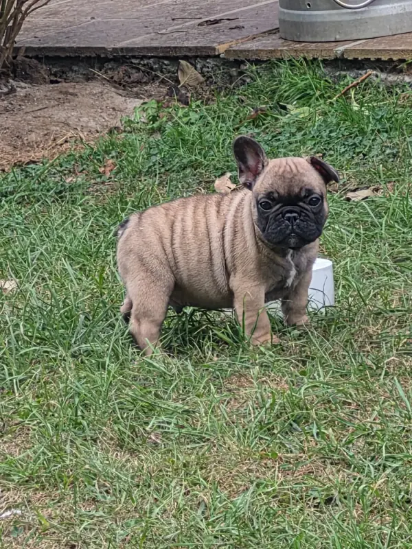 bouda, Bouledogue français, élevage De la Province de Kwan Tung