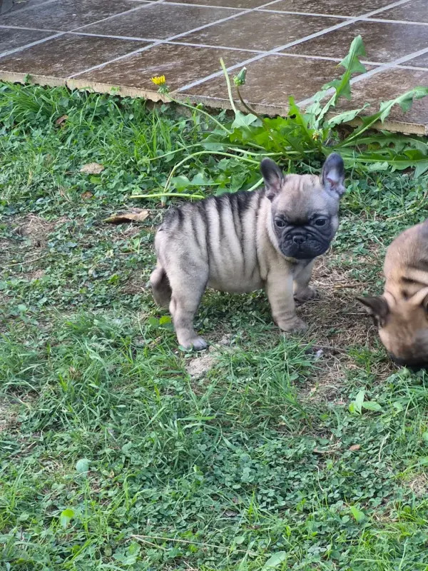 Portée de Bouledogue français, élevage De la Province de Kwan Tung