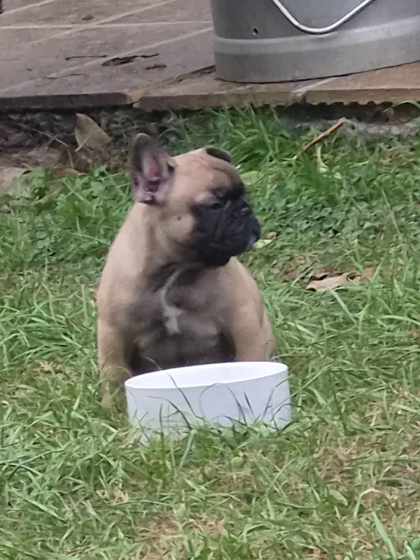 Portée de Bouledogue français, élevage De la Province de Kwan Tung